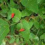 Lonicera canadensis Fruit