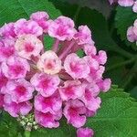 Lantana camaraফুল