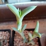 Cheiridopsis denticulata Hoja