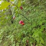 Euonymus latifolius ഫലം