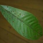 Isertia spiciformis Leaf