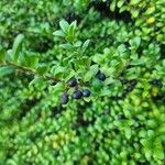 Ilex crenata ফল