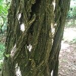 Diphysa americana ᱪᱷᱟᱹᱞᱤ