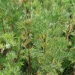 Artemisia abrotanum Foglia