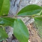 Ligustrum japonicumLeaf