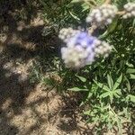 Vitex agnus-castus葉