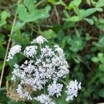 Daucus carotaFlor