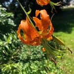 Lilium henryi Flower