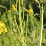 Erysimum virgatum Other