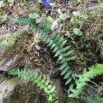 Polystichum imbricans Habitus