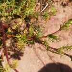 Tripleurospermum maritimum ഇല