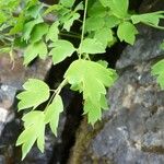 Thalictrum macrocarpum 葉