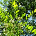 Robinia pseudoacacia List