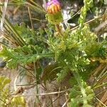 Senecio elegans برگ