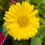 Doronicum orientale Fleur