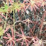 Euphorbia dendroides Leaf
