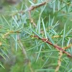 Juniperus communis Лист