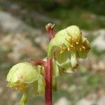 Pyrola chlorantha Žiedas