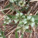 Dactyloctenium radulans Flor