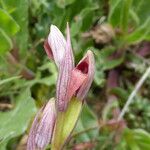 Serapias parviflora Virág