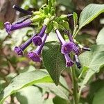 Iochroma cyaneum Blomma