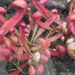 Sarracenia psittacina Yeri