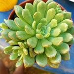 Echeveria BashfulLeaf