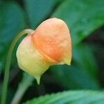 Impatiens auricoma Vekstform