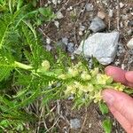 Pedicularis foliosa 花