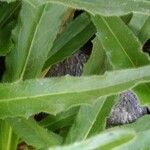 Hieracium berardianum Likasa