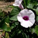 Ipomoea tiliacea 葉