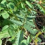 Sanguisorba verrucosa Lapas