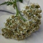 Achillea crithmifolia Кветка