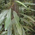 Philodendron cretosum पत्ता