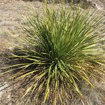 Dasylirion texanum Habit