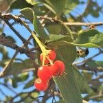 Ehretia amoena Fruit