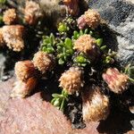 Baccharis alpina Habit