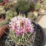 Stenocactus multicostatus Flower