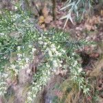 Colletia spinosissima Квітка