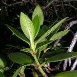 Psychotria pseudomicrodaphne Habit