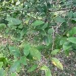 Citrus × aurantiifolia 葉