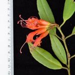 Aeschynanthus hookeri Other