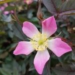 Rosa ferruginea 花