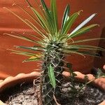 Pachypodium geayi Φύλλο