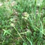 Sanguisorba minorFlower