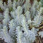 Euphorbia myrsinites ᱥᱟᱠᱟᱢ