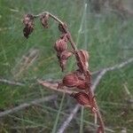 Goodyera repens Fruto