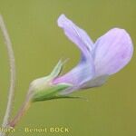 Lathyrus angulatus Квітка