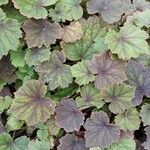 Heuchera americana 葉