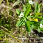 Euphorbia corollata ফুল